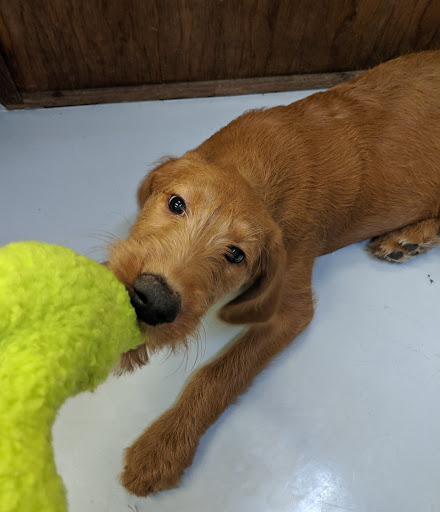 Pet Store «Pet Express», reviews and photos, 100 Independence Way, Danvers, MA 01923, USA