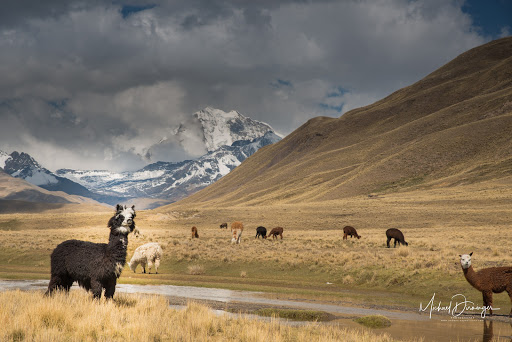 Andean Expeditions Dirninger Central Office