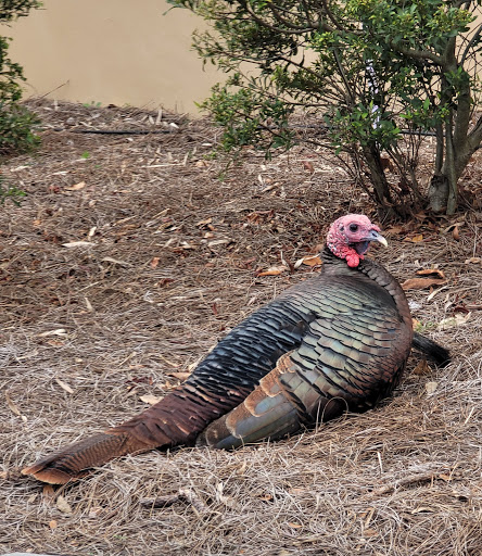 Golf Course «Tranquilo Golf Club at Four Seasons Resort Orlando», reviews and photos, 3451 Golf View Dr, Lake Buena Vista, FL 32830, USA
