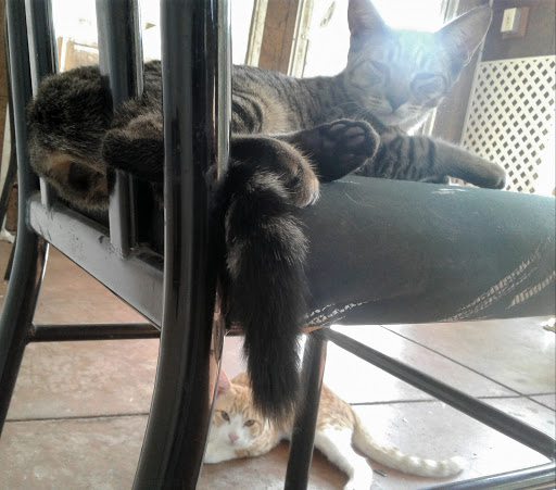 Pet Supply Store «Pet Supreme», reviews and photos, 12823 Foothill Blvd, Sylmar, CA 91342, USA