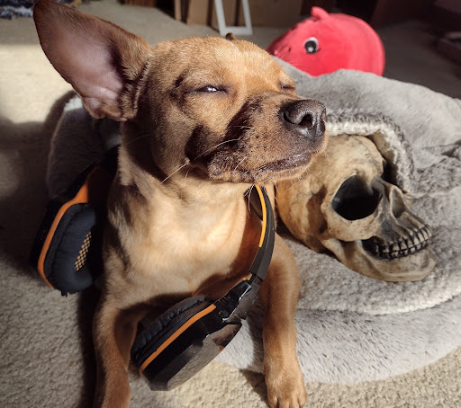 Pet Supply Store «PetSmart», reviews and photos, 10164 Colerain Ave, Cincinnati, OH 45251, USA