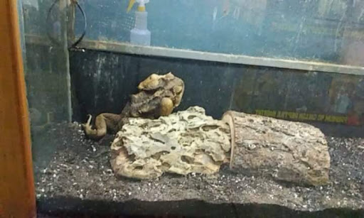 Pet Store «Pets Plus-Reptiles & Exotic», reviews and photos, 421 West Ave, Lockport, NY 14094, USA