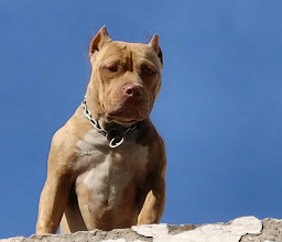 veterinaria zoolife photo