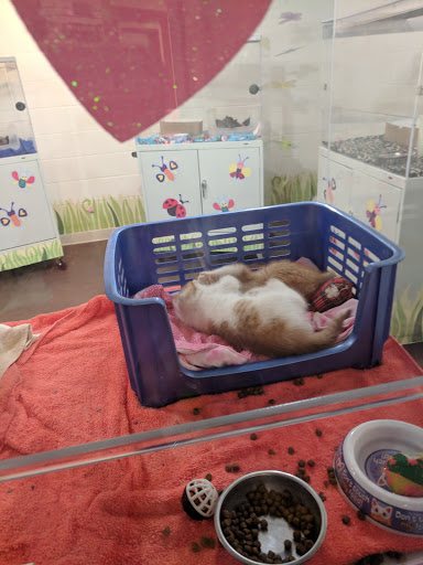 Animal Protection Organization «Charleston Animal Society», reviews and photos