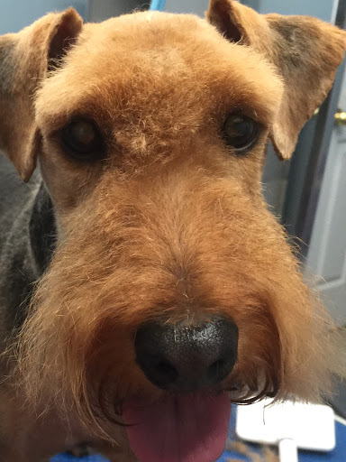 Pet Store «Doggy Dog World Inc», reviews and photos, 2552 Coney Island Ave, Brooklyn, NY 11223, USA