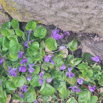 Photo n°30 de l'avis de Ute.a fait le 05/04/2022 à 11:17 sur le  Lothar-Mai-Haus à Hofbieber