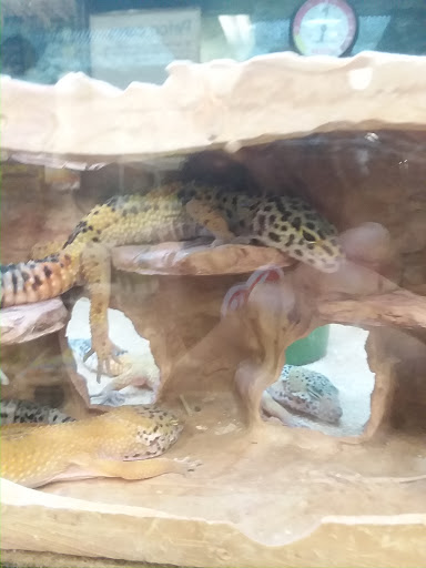 Pet Supply Store «Petco Animal Supplies», reviews and photos, 1985 N Pebble Creek Pkwy, Goodyear, AZ 85395, USA