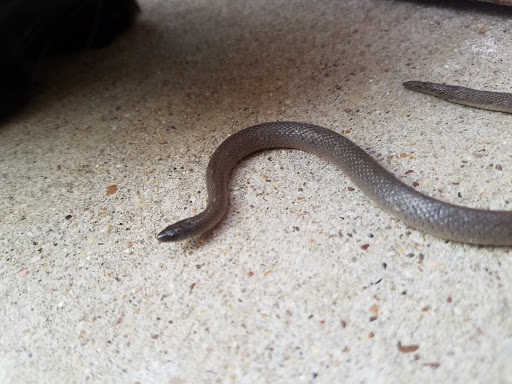 Nature Preserve «Spring Creek Forest Preserve», reviews and photos, 1770 Holford Rd, Garland, TX 75044, USA