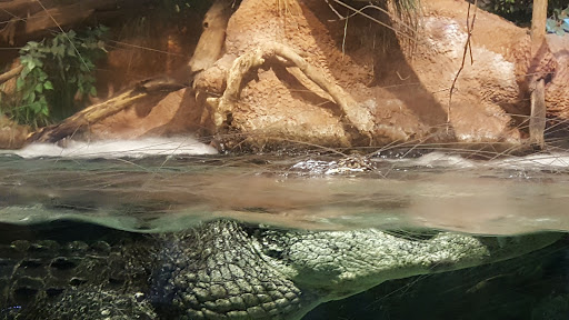 Aquarium «Newport Aquarium», reviews and photos, 1 Aquarium Way, Newport, KY 41071, USA