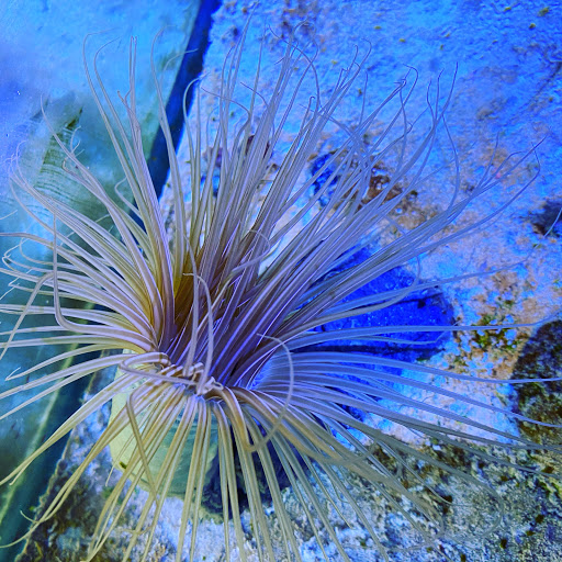 Tropical Fish Store «Fishy Business», reviews and photos, 911 E Church St, Lexington, TN 38351, USA