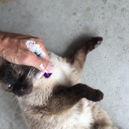 Painter «Fastrac Painting», reviews and photos, 1529 Weatherstone Dr, Ann Arbor, MI 48108, USA