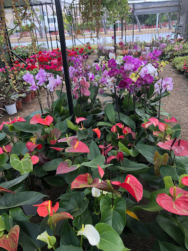 Flower shop and Christmas Eve Events