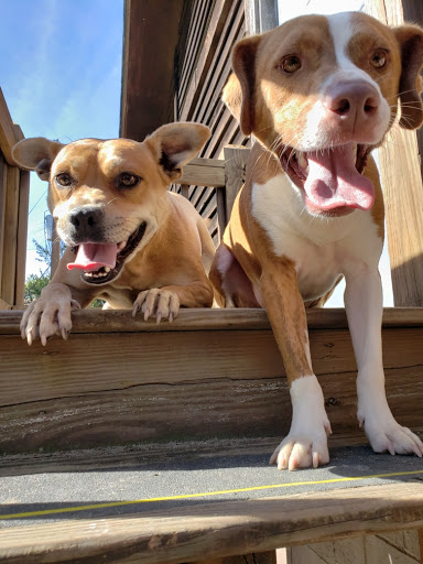 Animal General Hospital veterinary clinic