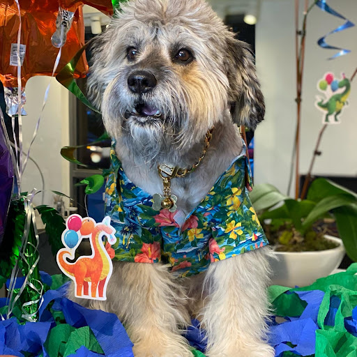 Pet Supply Store «Dog Bar», reviews and photos, 1684 Jefferson Ave, Miami Beach, FL 33139, USA