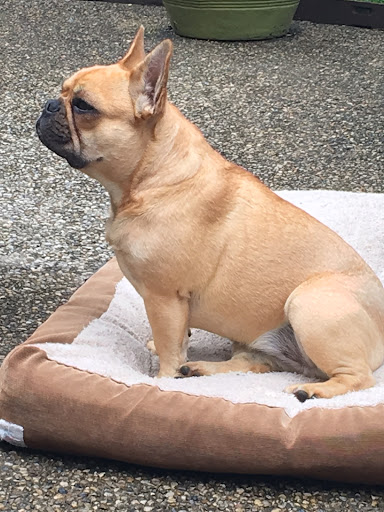 Insurance Agency «Embrace Pet Insurance», reviews and photos