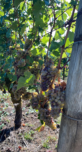 Vineyard «Tualatin Estate Vineyard», reviews and photos, 10850 NW Seavey Rd, Forest Grove, OR 97116, USA