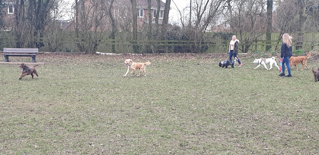 Churchfield Open Space - Dog trainer