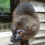 Photo n° 1 de l'avis de stéphane.l fait le 28/04/2019 à 16:07 pour Réserve Zoologique de Calviac à Calviac-en-Périgord