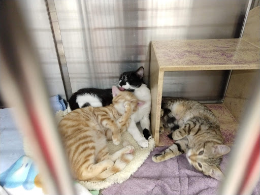 Pet Supply Store «PetSmart», reviews and photos, 10600 Melody Dr, Northglenn, CO 80234, USA