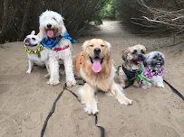 Poi Dog SF - Car repair in San Mateo, CA, San Mateo - Rated 0.0/5