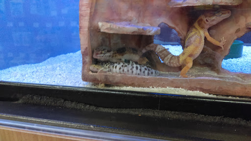 Pet Supply Store «Petco Animal Supplies», reviews and photos, 975 NW Gilman Blvd E, Issaquah, WA 98027, USA