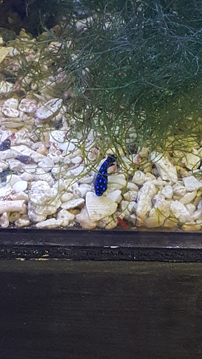 Tropical Fish Store «Saltwater Island», reviews and photos, 15214 Manchester Rd, Ballwin, MO 63011, USA