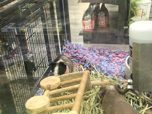 Pet Store «Pet Supermarket, Inc.», reviews and photos, 2446 N University Dr, Coral Springs, FL 33065, USA