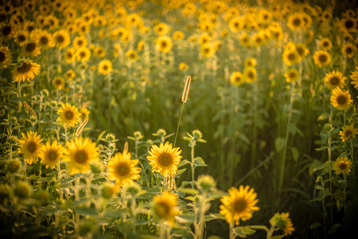 Park «Cottell Park», reviews and photos, 5847 Irwin Simpson Rd, Mason, OH 45040, USA