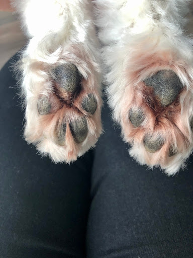 Pet Supply Store «PetSmart», reviews and photos, 6622 Charlotte Pike Suite 108, Nashville, TN 37209, USA