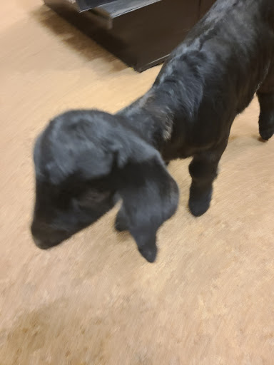 Animal Feed Store «Wilco Farm Store», reviews and photos, 2950 S Santiam Hwy, Lebanon, OR 97355, USA