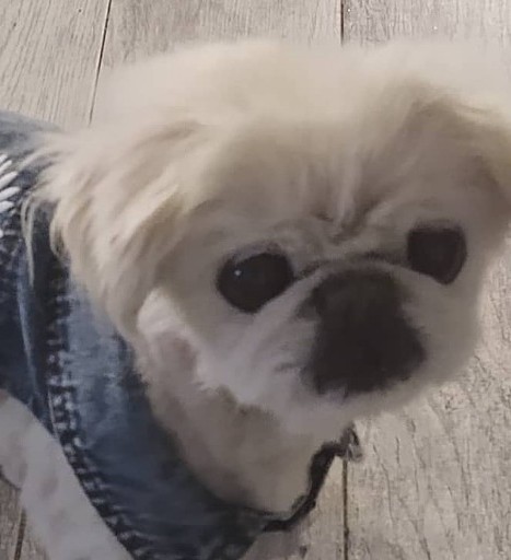 Pet Supply Store «Petco Animal Supplies», reviews and photos, 1670 Airport Blvd #700, Pensacola, FL 32504, USA