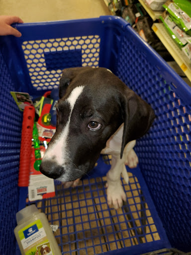 Pet Supply Store «PetSmart», reviews and photos, 916 Loganville Hwy, Bethlehem, GA 30620, USA