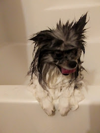 Finishing Touch Grooming & Petsitting - Photo 8 - Car repair in , Shreveport