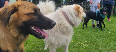 Les Pat'hound de Breizh à Calorguen