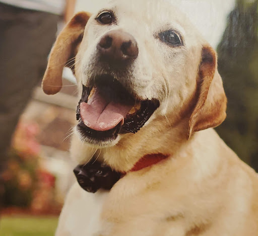 Pet Supply Store «PetSmart», reviews and photos, 19 Clifton Country Rd, Clifton Park, NY 12065, USA