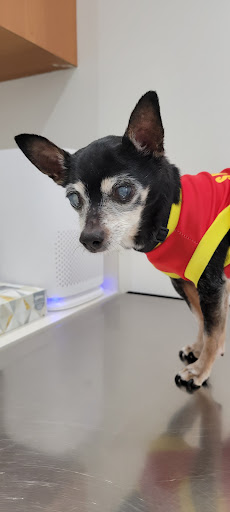 Animal Hospital «Blue Cross Pet Hospital», reviews and photos