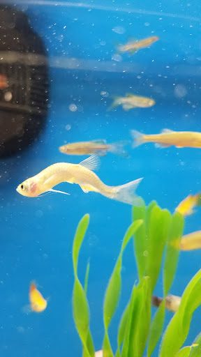 Pet Supply Store «Petco Animal Supplies», reviews and photos, 92 Cluff Crossing Rd, Salem, NH 03079, USA