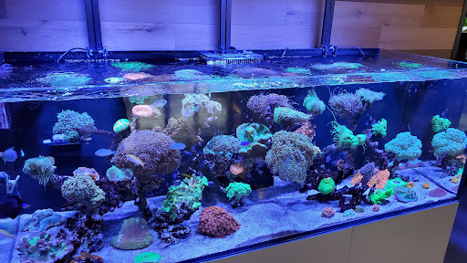 Aquarium «The Reef Shoppe», reviews and photos, 1969 East Ridge Road, Rochester, NY 14622, USA