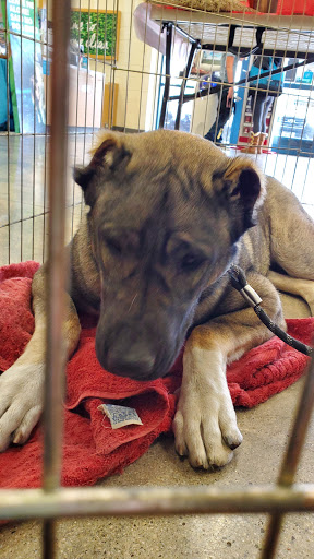 Pet Supply Store «Pet Supply Santa Clarita», reviews and photos, 26831 Bouquet Canyon Rd, Santa Clarita, CA 91350, USA