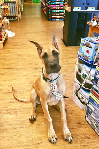 Pet Store «Bark Life Market», reviews and photos, 11220 Park Blvd N, Seminole, FL 33772, USA