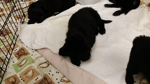 Pet Supply Store «Petco Animal Supplies», reviews and photos, 1215-1309 NJ-33 #1, Hamilton Township, NJ 08690, USA