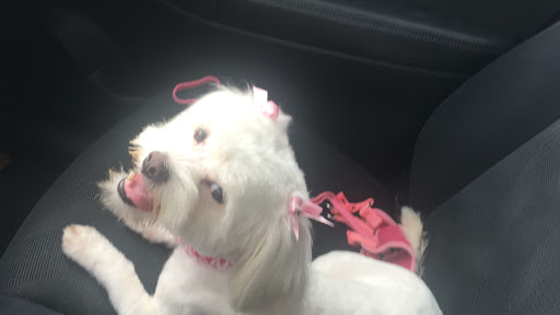 Dog Day Care Center «Ace Dog Grooming & Pet Supplies», reviews and photos, 7370 Bird Rd, Miami, FL 33155, USA