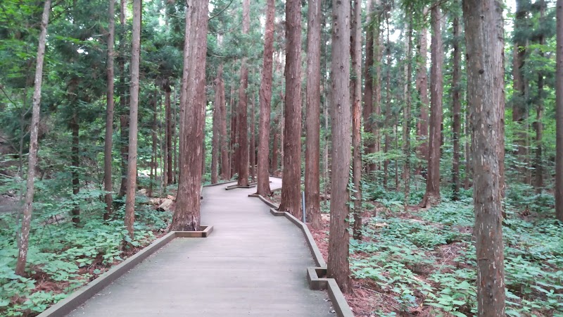 円山原始林