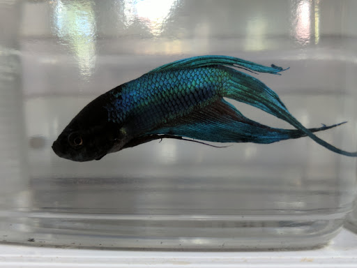 Pet Store «Pet Valu», reviews and photos, 114 Shawan Rd, Hunt Valley, MD 21030, USA