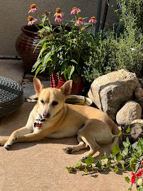 K9 Resorts Luxury Pet Hotel Albuquerque - Photo 5 - Car repair in Albuquerque, NM, Albuquerque