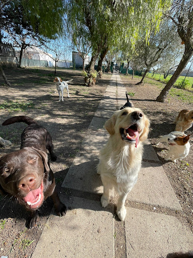 Pensioni per cani e dog hotel a Danny's Pet Village