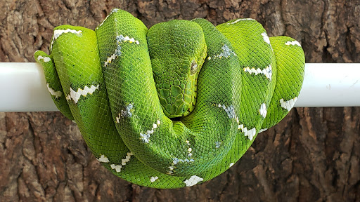 Pet Store «Discount Pets & Supplies», reviews and photos, 211 Hancock Bridge Pkwy, Cape Coral, FL 33990, USA