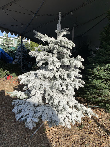 Christmas Tree Jamboree
