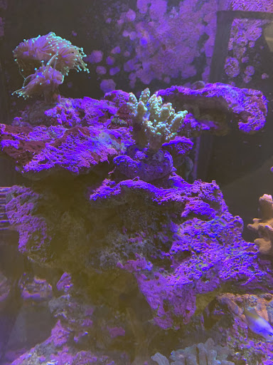 Tropical Fish Store «The Reef Shoppe», reviews and photos, 900 Morris Park Ave, Bronx, NY 10462, USA