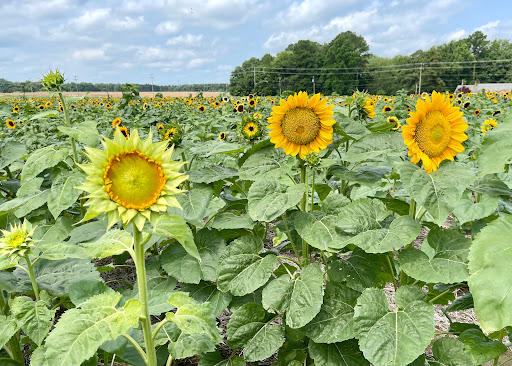 Fruit and Vegetable Store «Henley Farm», reviews and photos, 3513 Charity Neck Rd, Virginia Beach, VA 23456, USA